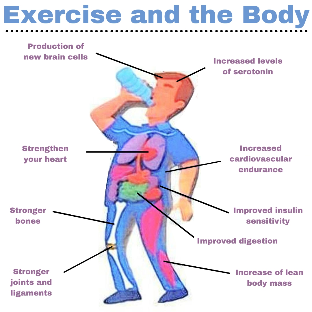 Exercise And The Body Anne Till Consulting 1986